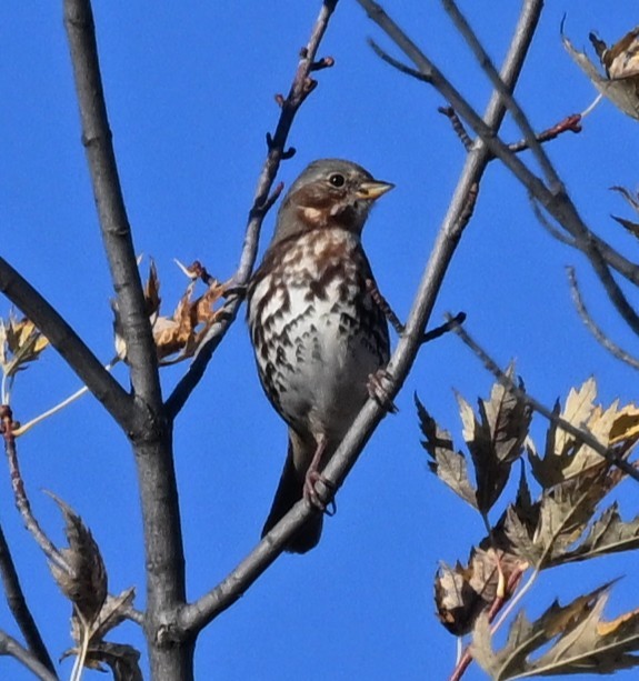 Fox Sparrow - ML644756082