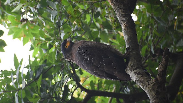 Serpentaire bacha - ML644756083