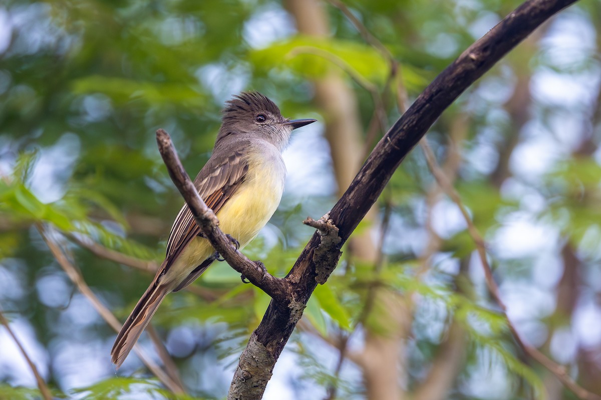 Stolid Flycatcher - ML644756087