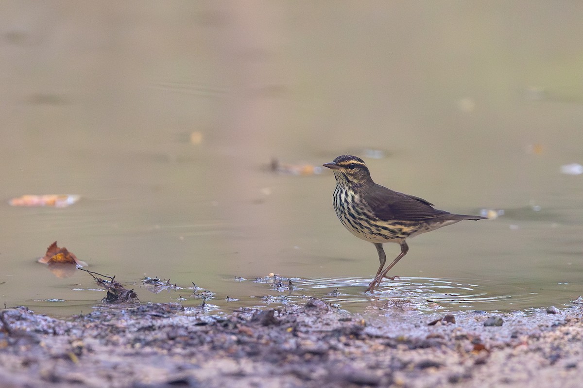 Northern Waterthrush - ML644756092