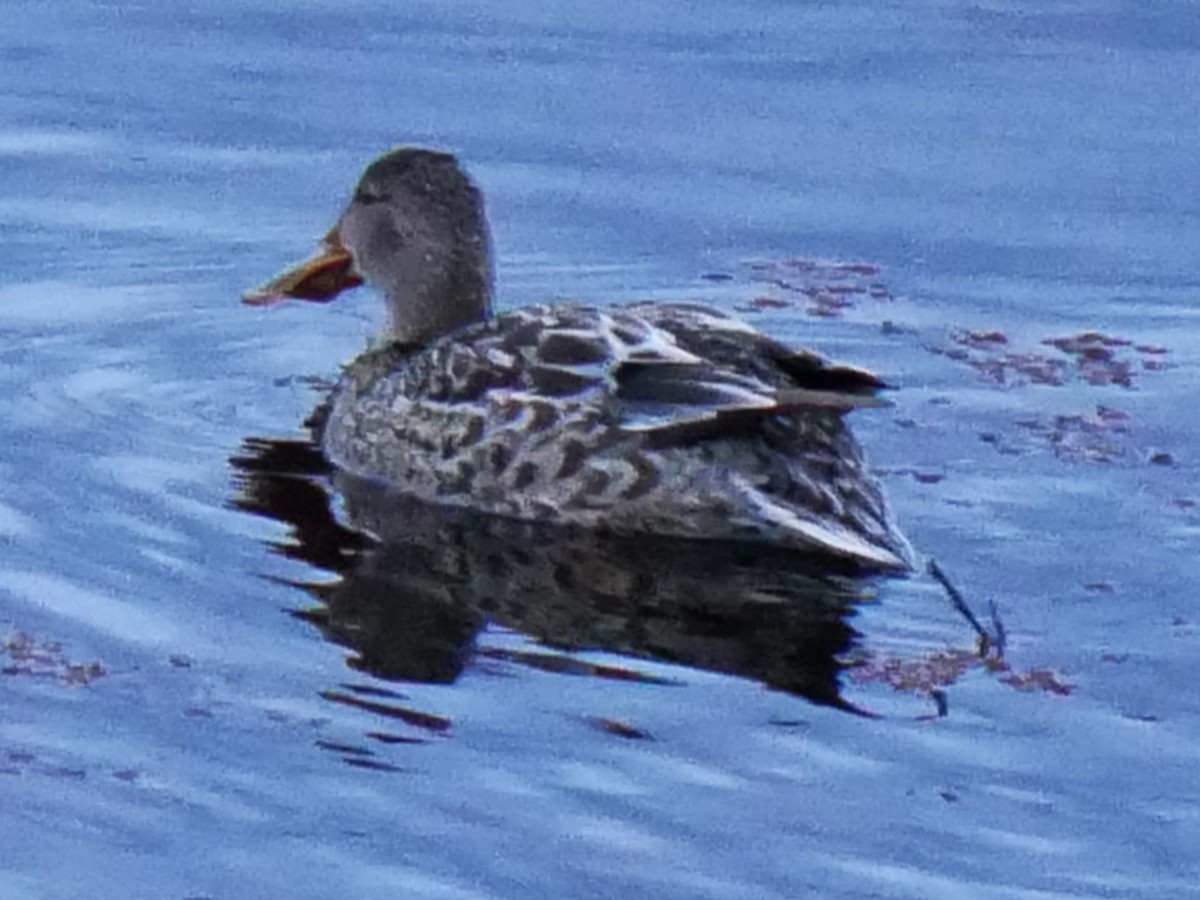 Широконоска - ML644756101