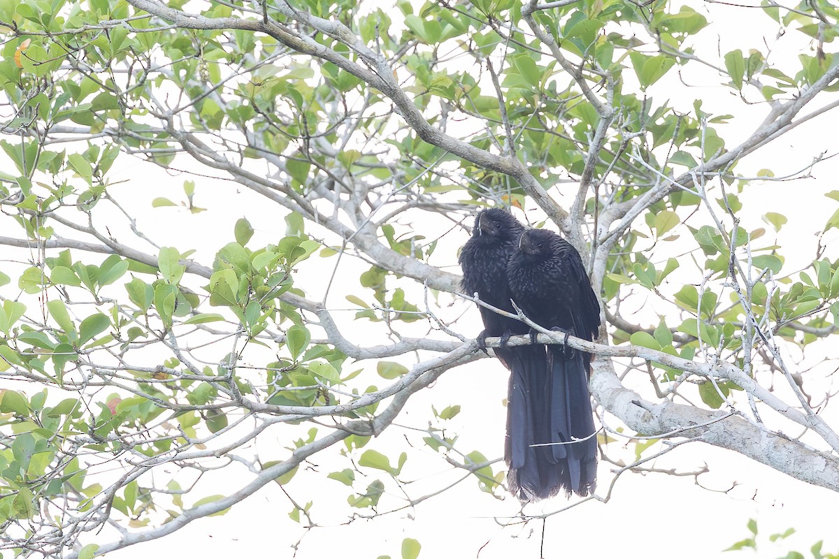 Düz Gagalı Ani - ML644756104