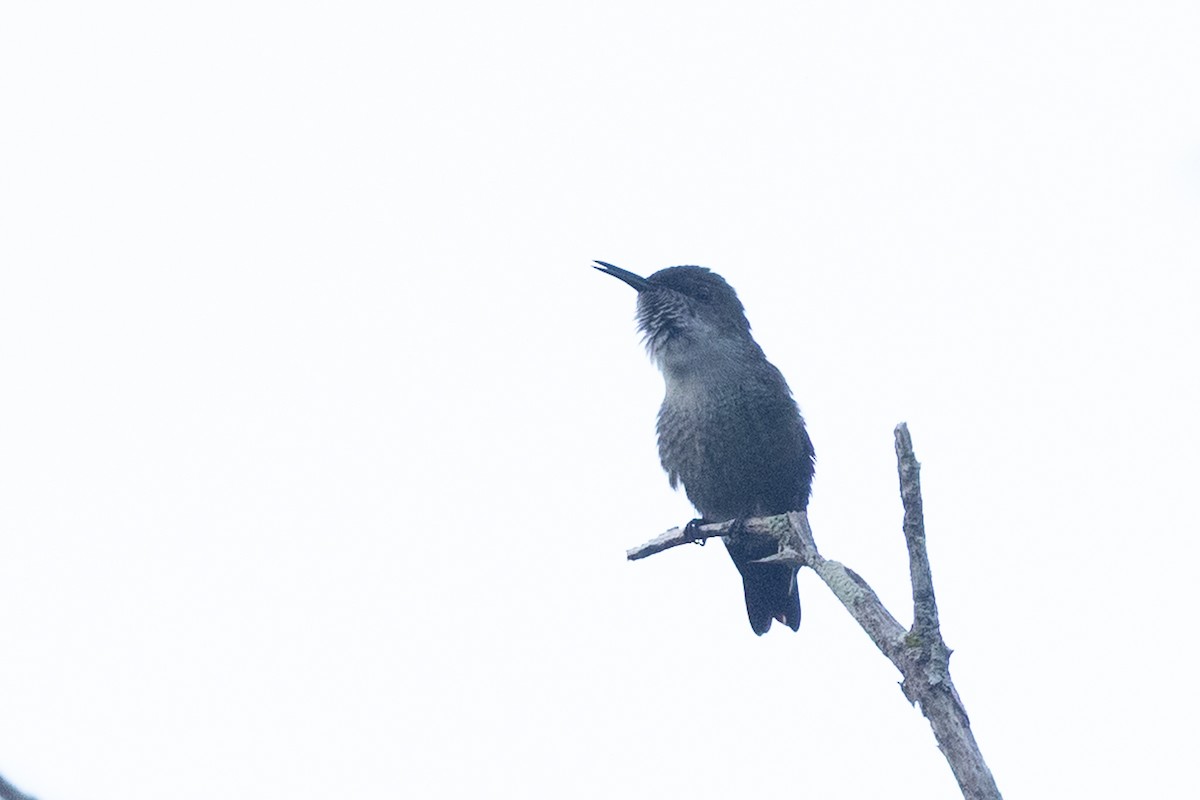 Colibrí Zumbadorcito - ML644756109