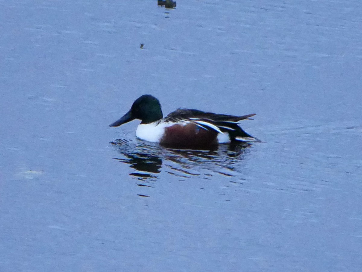 Широконоска - ML644756113