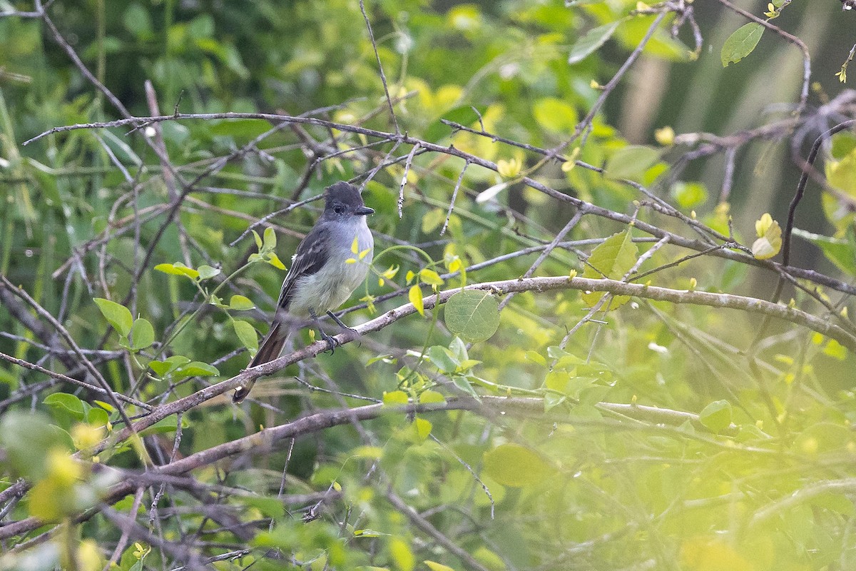 Stolid Flycatcher - ML644756115
