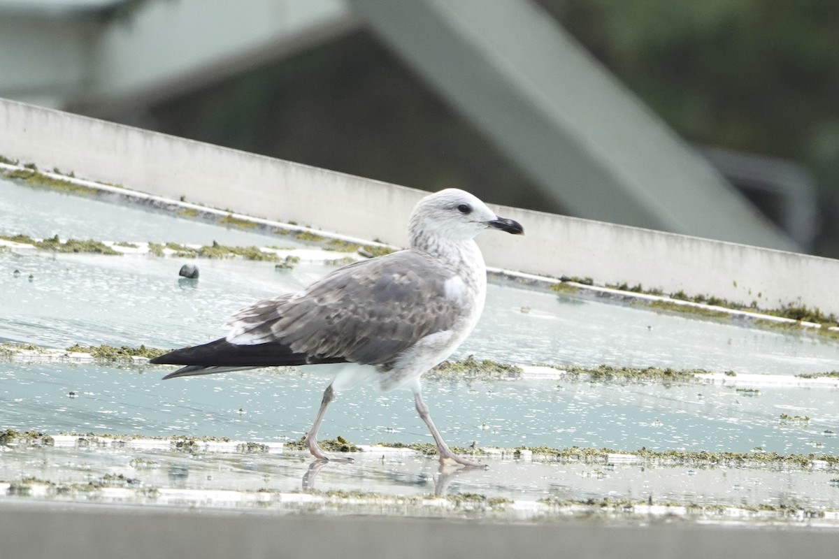 Бэсрэг цахлай - ML644756116