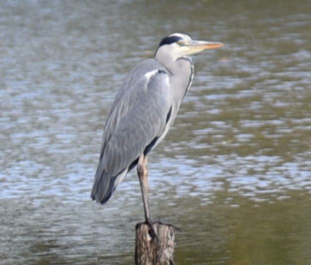 Gray Heron - ML644756132