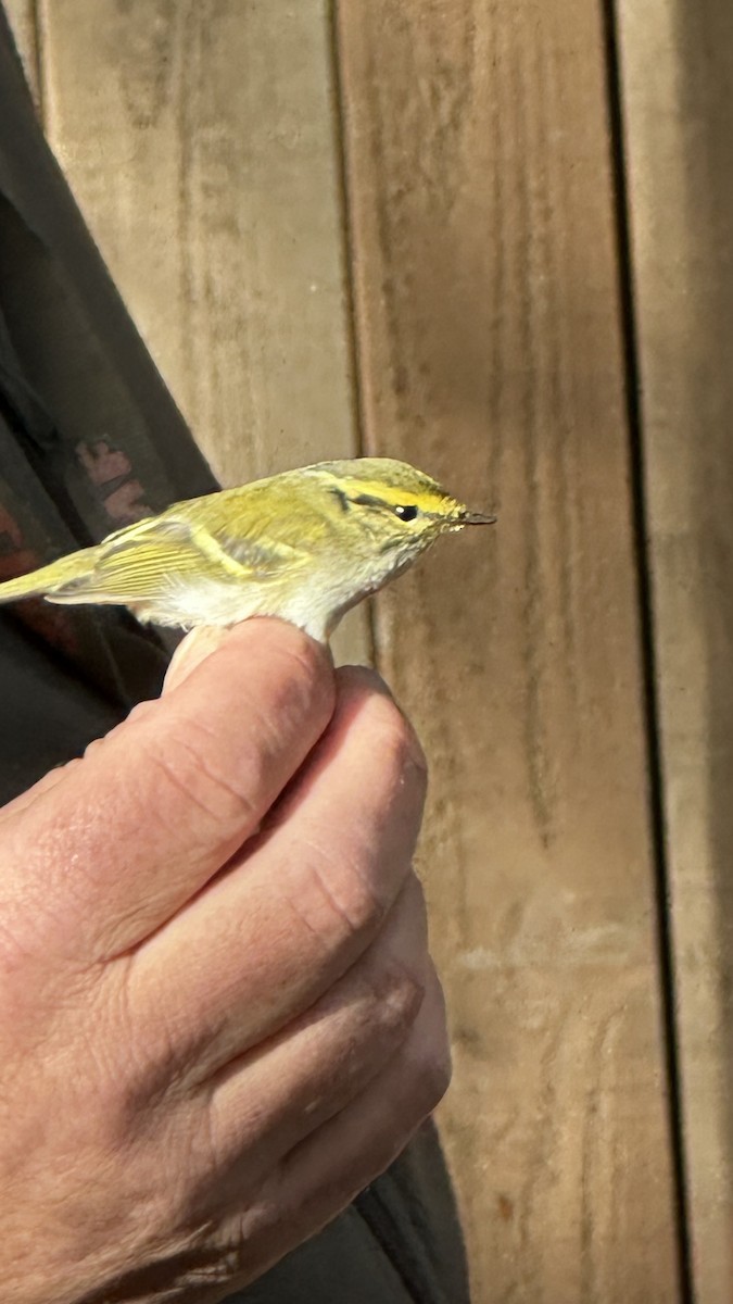 Pallas's Leaf Warbler - ML644756135
