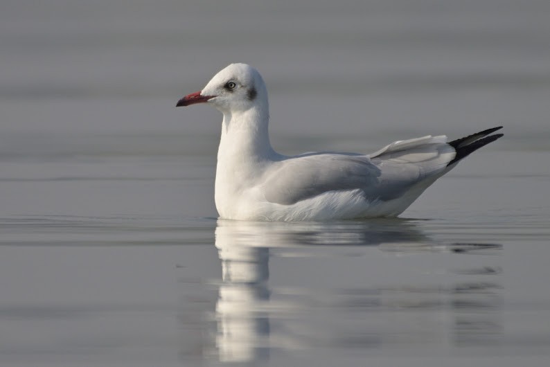 Gaviota Centroasiática - ML644756140