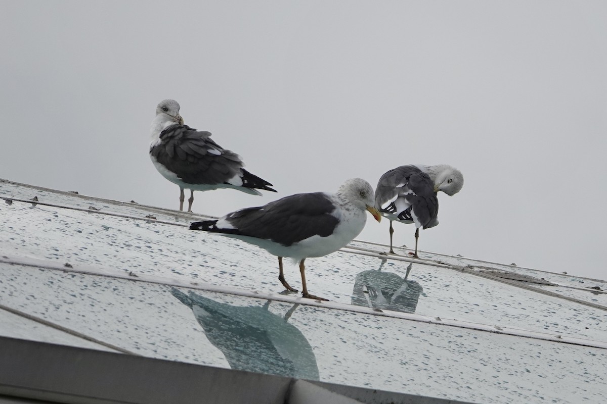 Бэсрэг цахлай - ML644756159