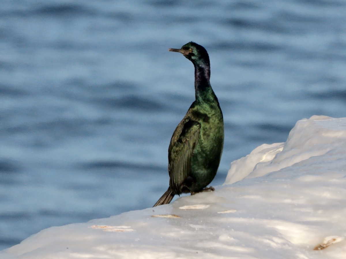 Pelajik Karabatak - ML644756175