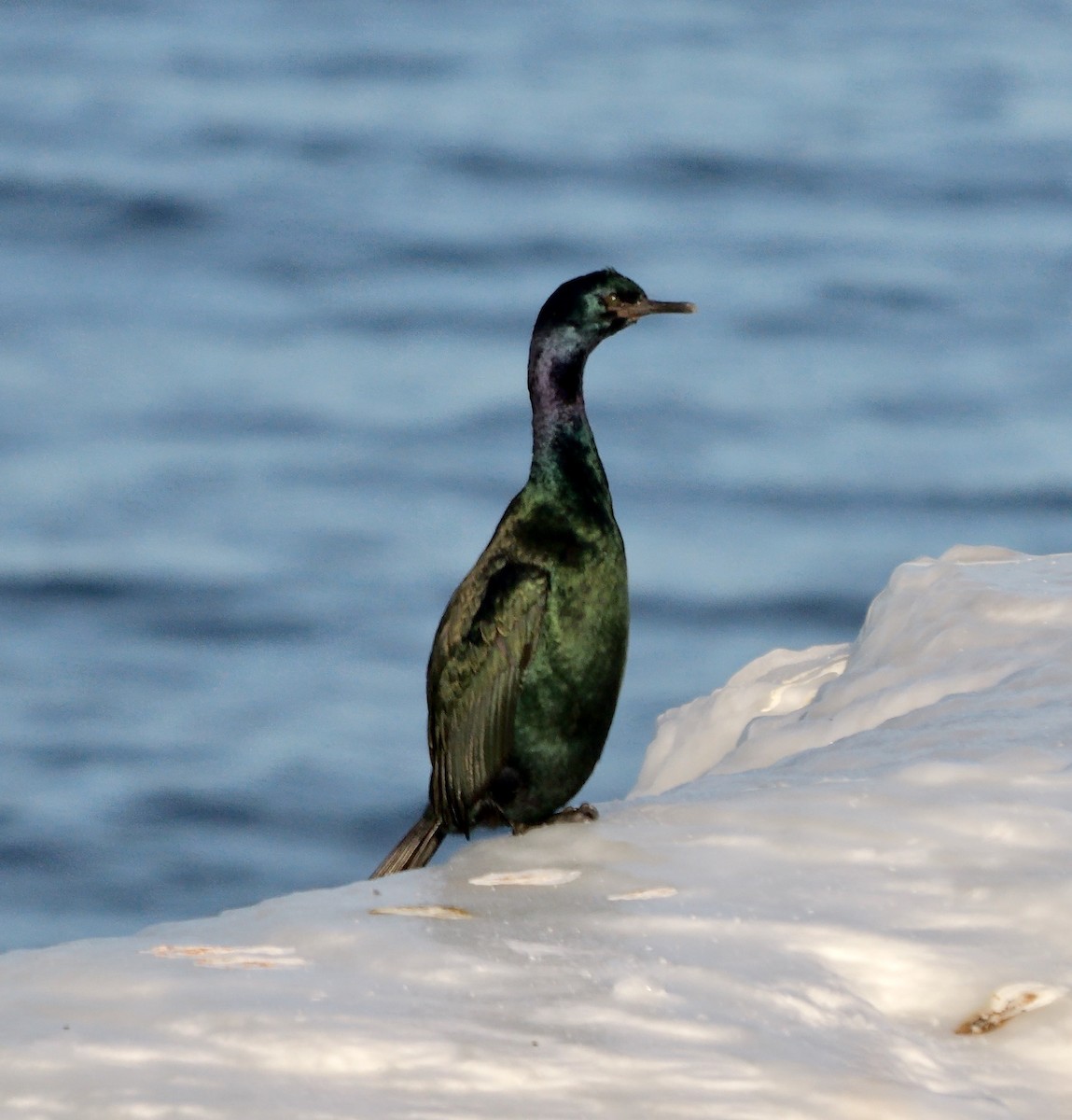 Pelajik Karabatak - ML644756176