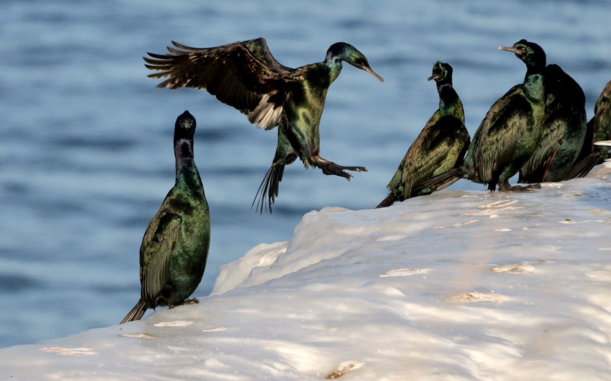 Pelajik Karabatak - ML644756178