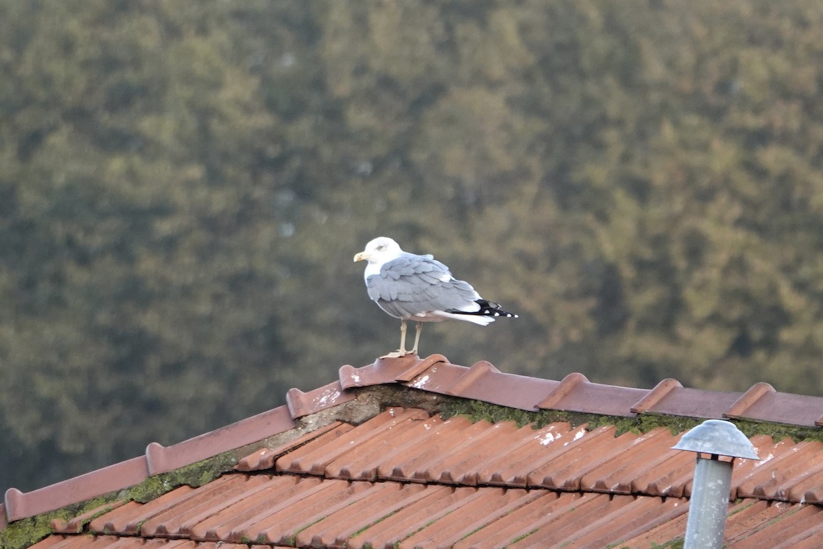 racek středomořský - ML644756197