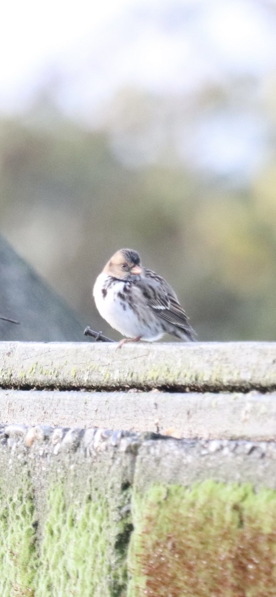 Harris's Sparrow - ML644756213