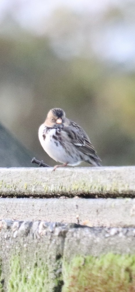 Harris's Sparrow - ML644756214