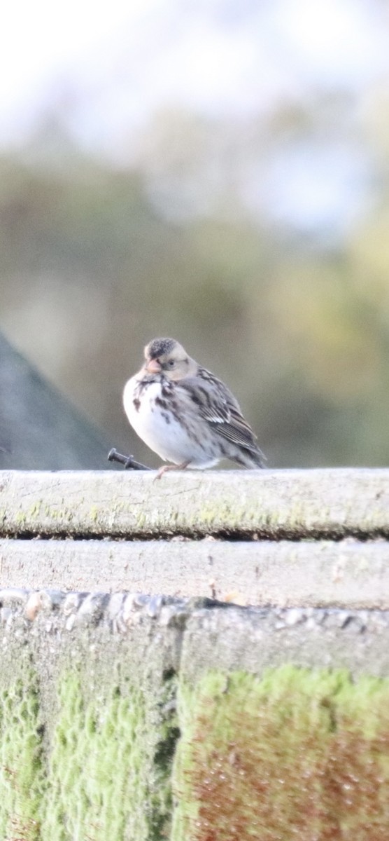 Harris's Sparrow - ML644756215