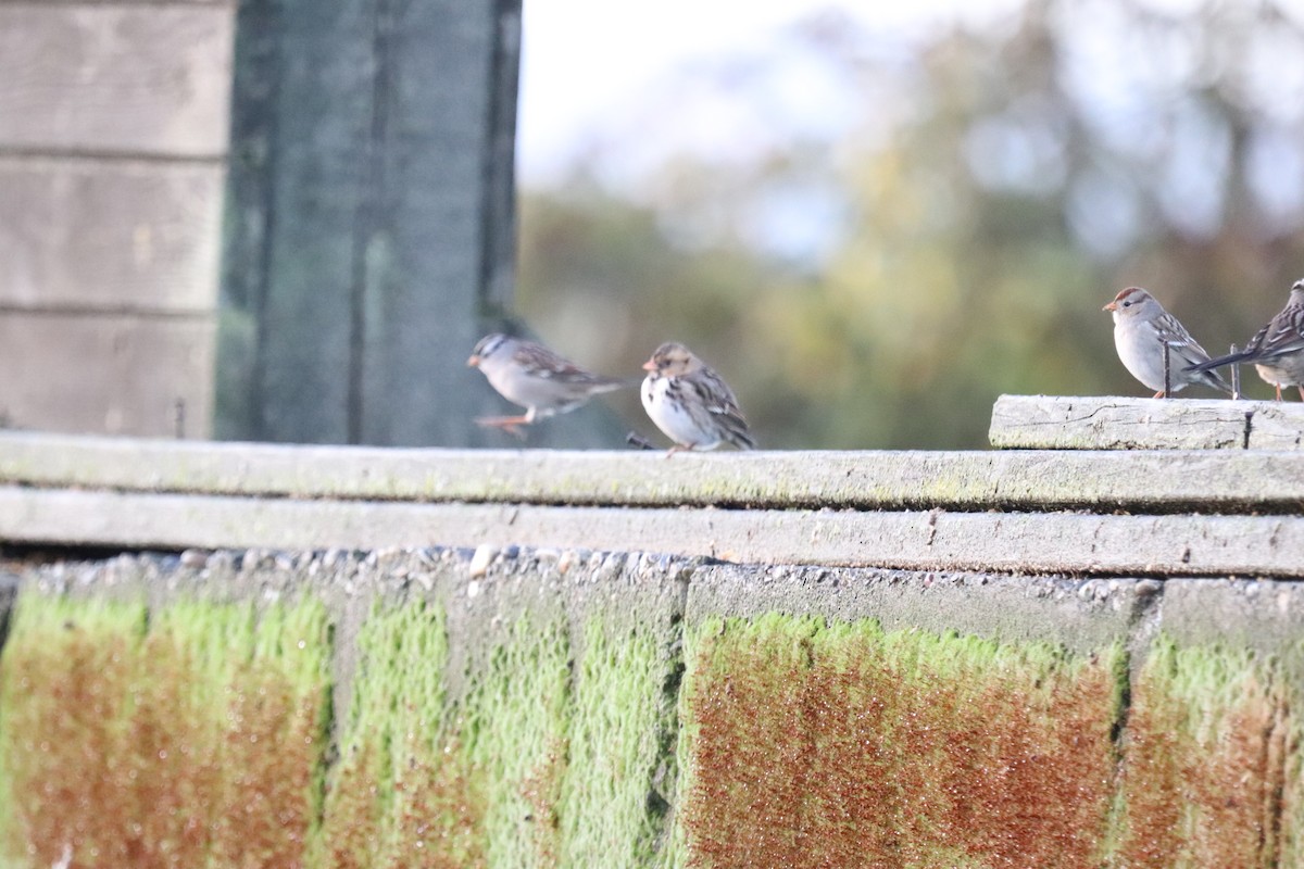 Harris's Sparrow - ML644756217