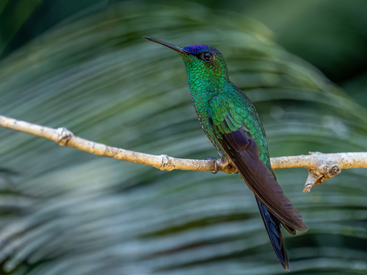 Violet-capped Woodnymph - ML644756221