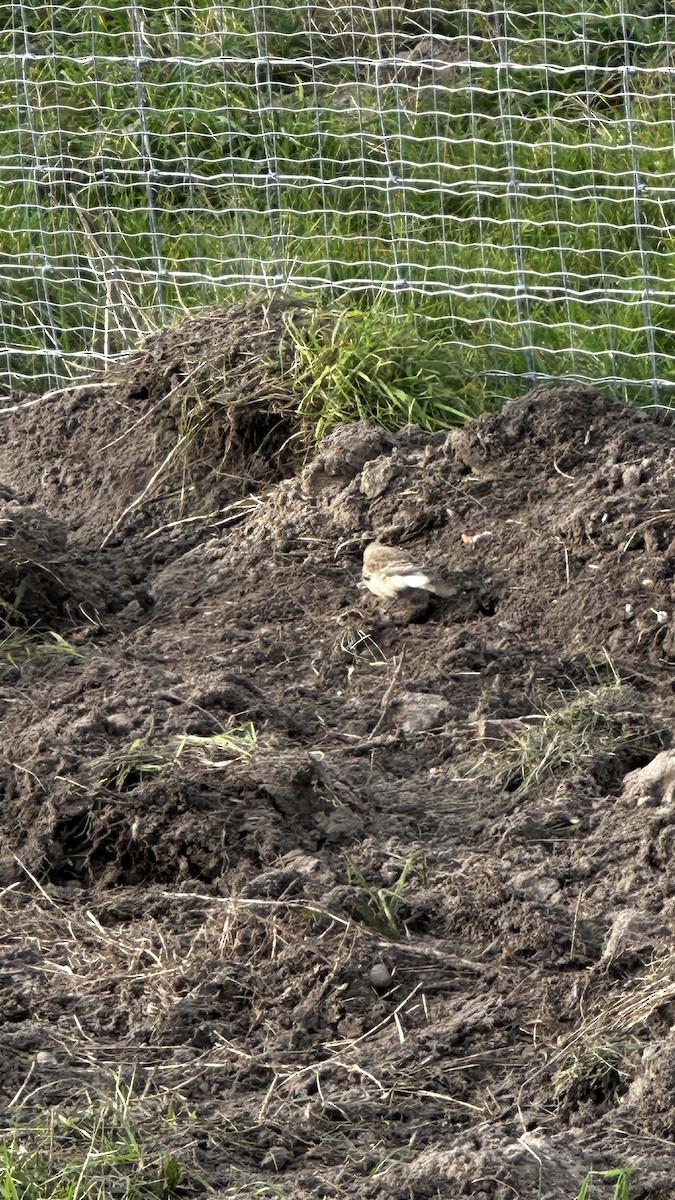 svartstrupesteinskvett - ML644756222