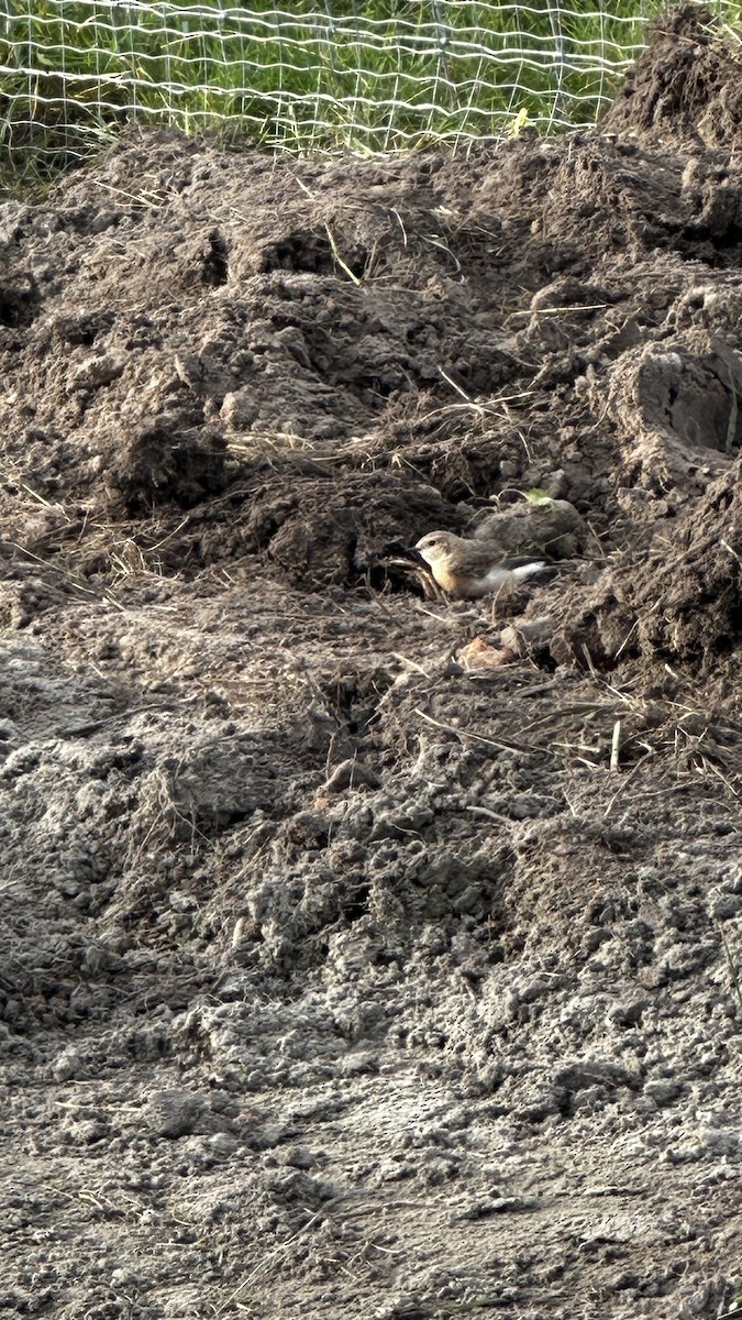 svartstrupesteinskvett - ML644756223