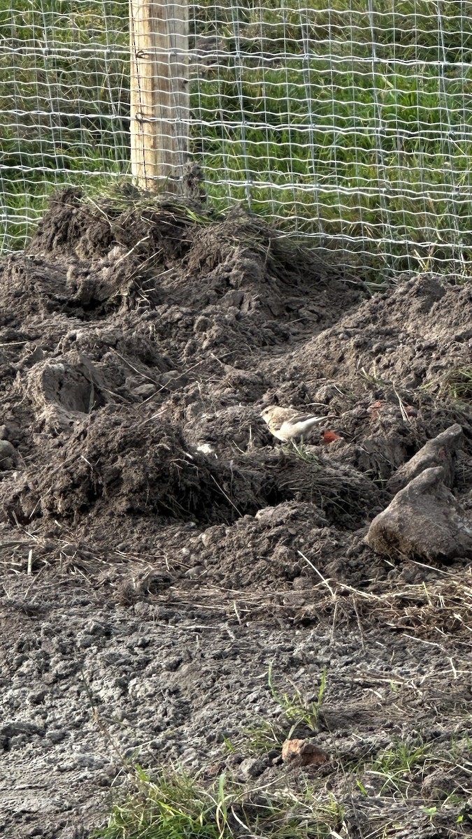 svartstrupesteinskvett - ML644756224