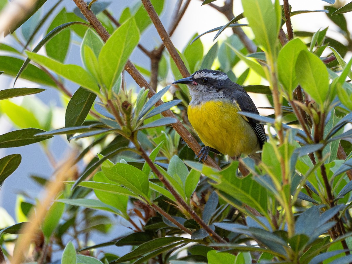 Bananaquit - ML644756234