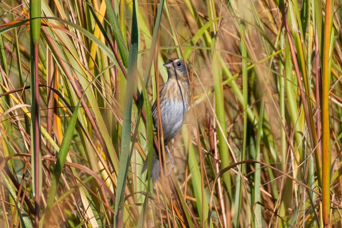 Nelson's Sparrow - ML644756238