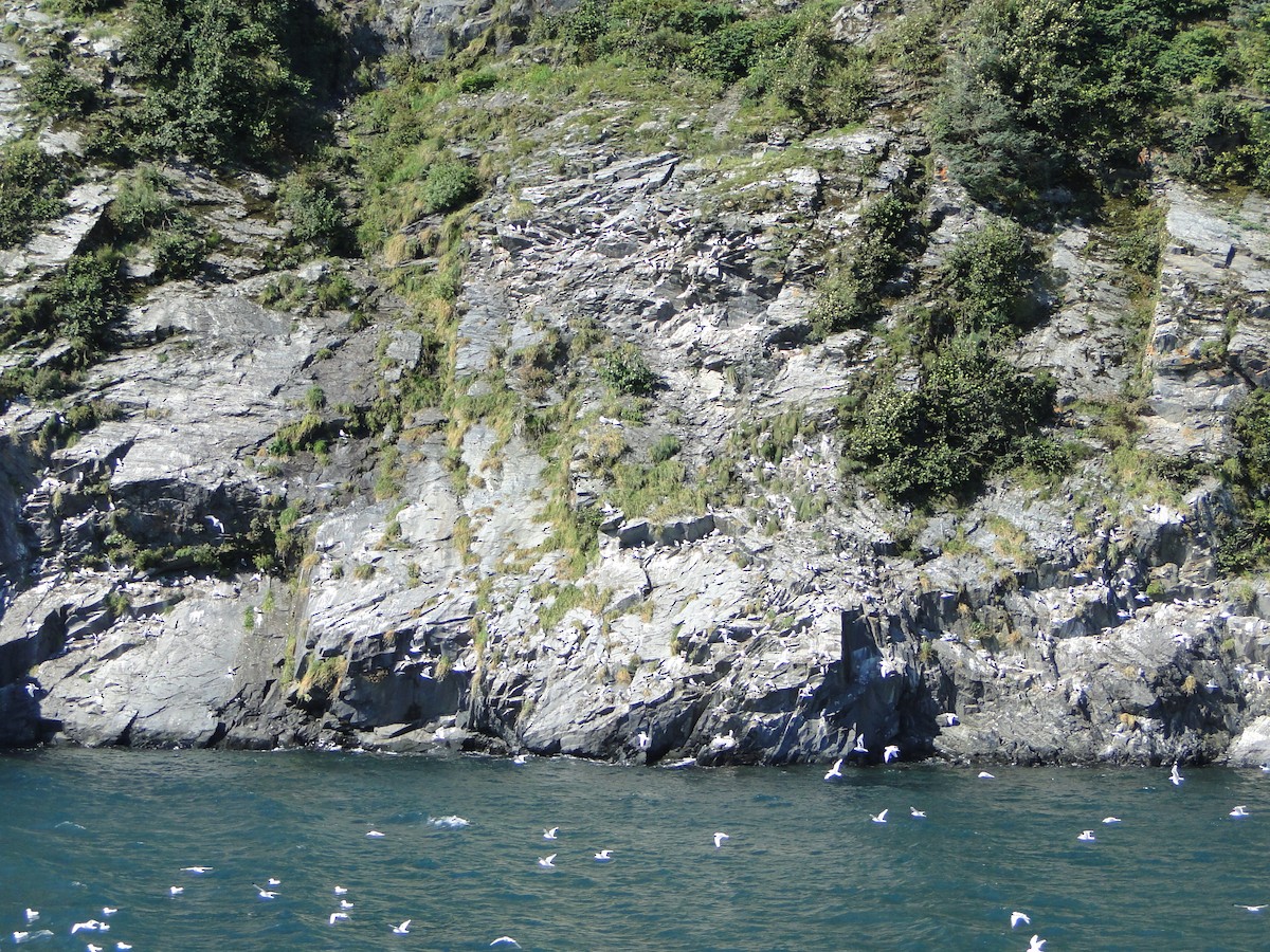 ミツユビカモメ - ML644756244