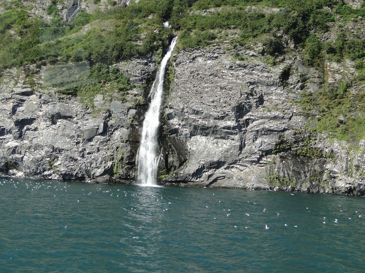 ミツユビカモメ - ML644756245