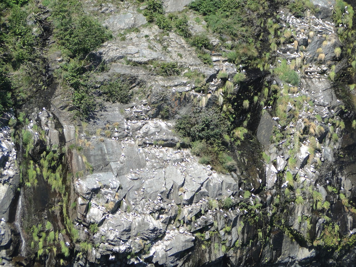 ミツユビカモメ - ML644756246