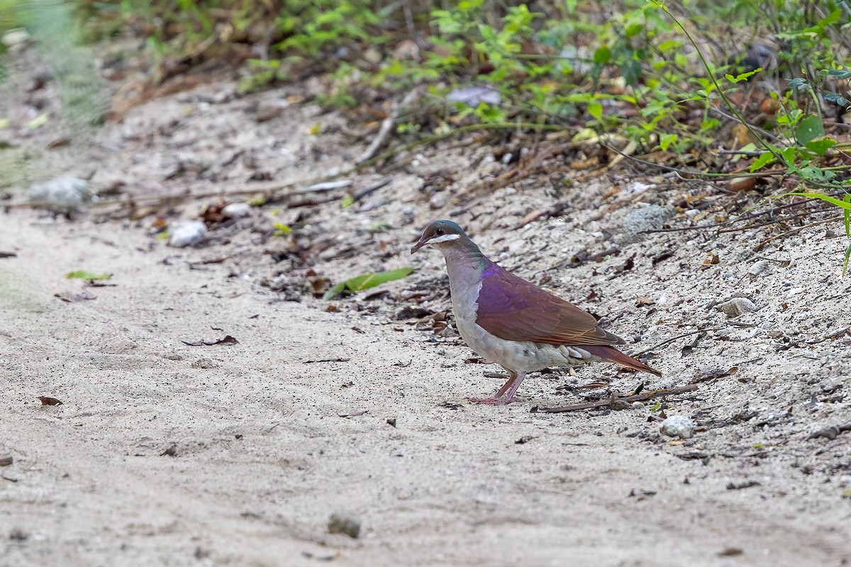 Bahama Bıldırcın Kumrusu - ML644756253