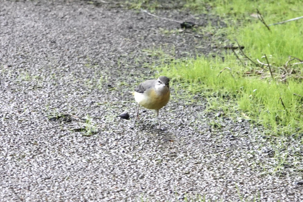 konipas horský - ML644756256