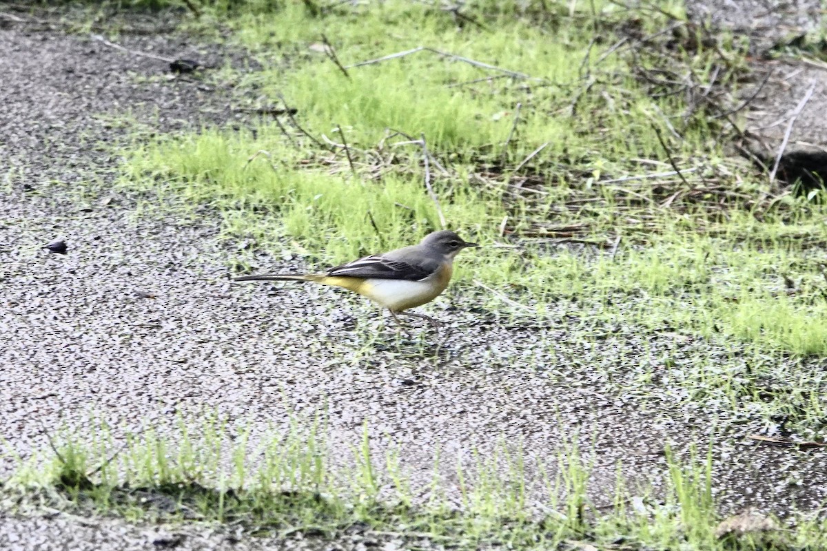 konipas horský - ML644756257