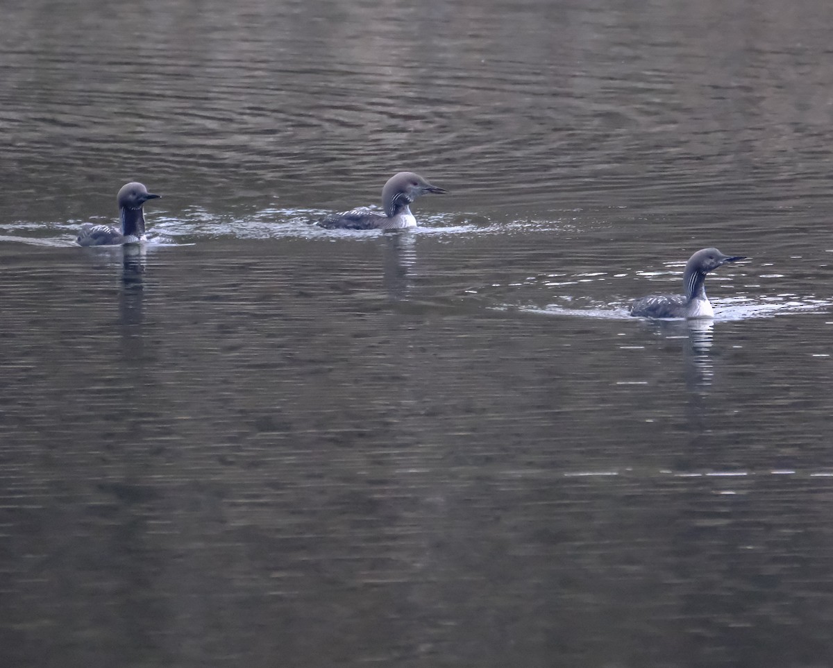 צוללן שחור-גרון - ML644756258