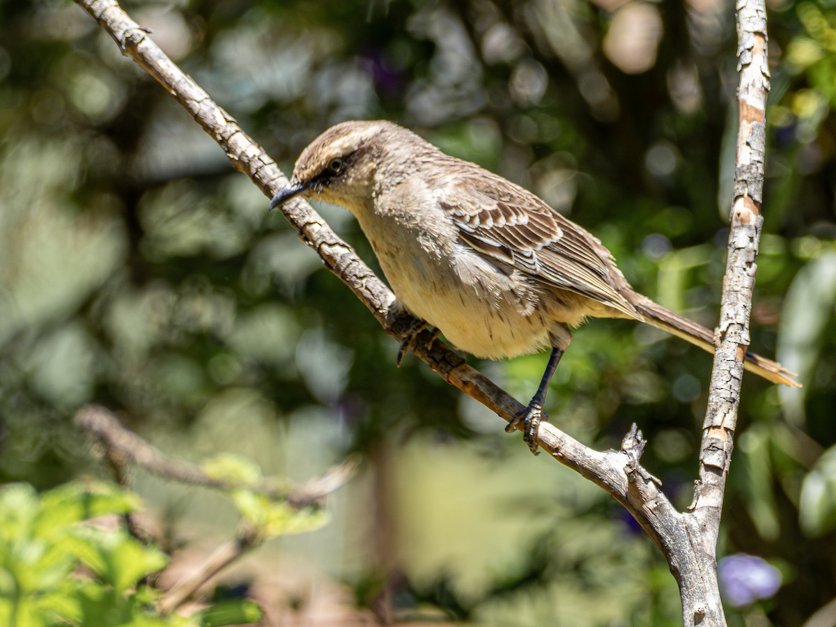Kampo Taklitçisi - ML644756259