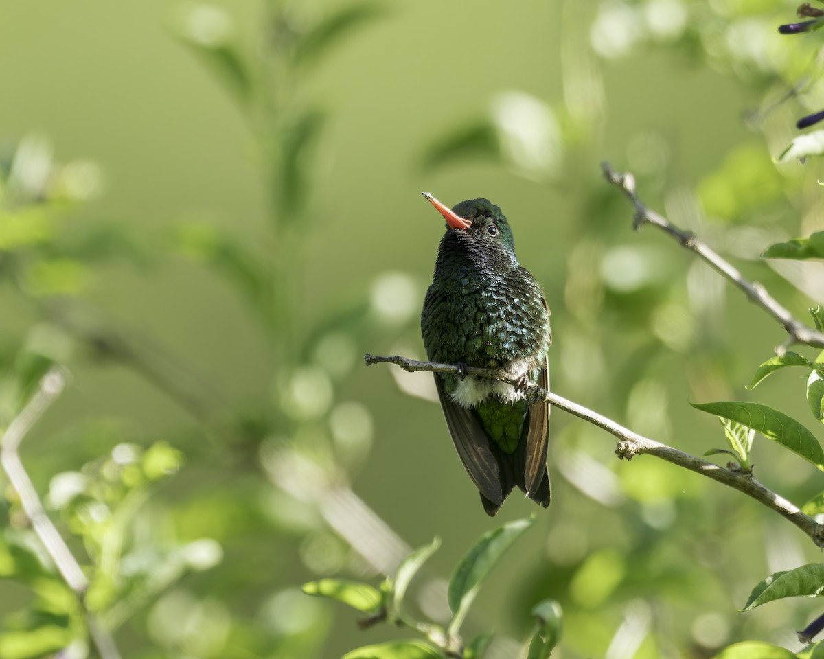 Колібрі-смарагд золоточеревий - ML644756261
