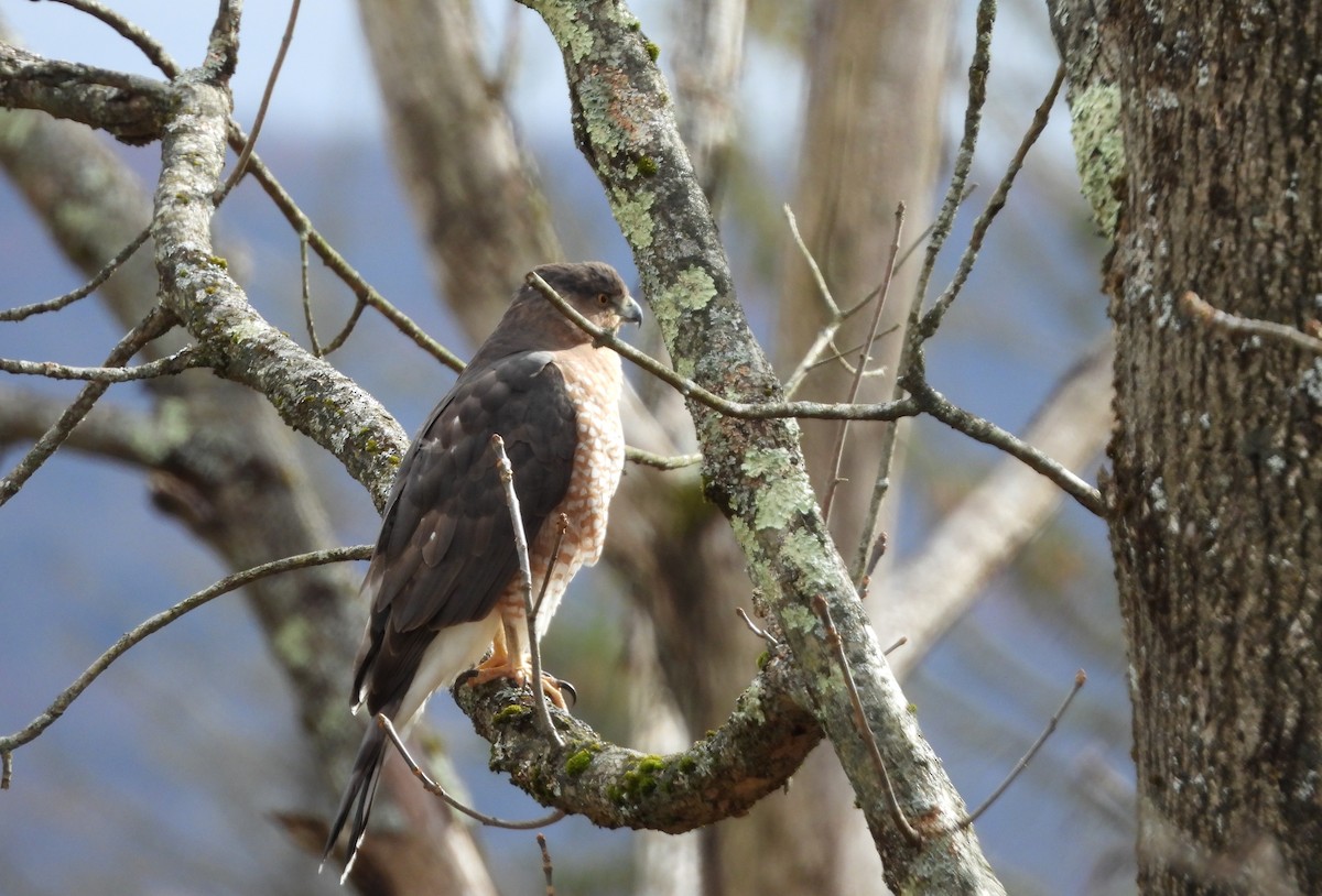 Cooper's Hawk - ML644756264