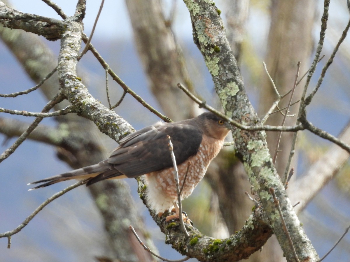 Cooper's Hawk - ML644756270