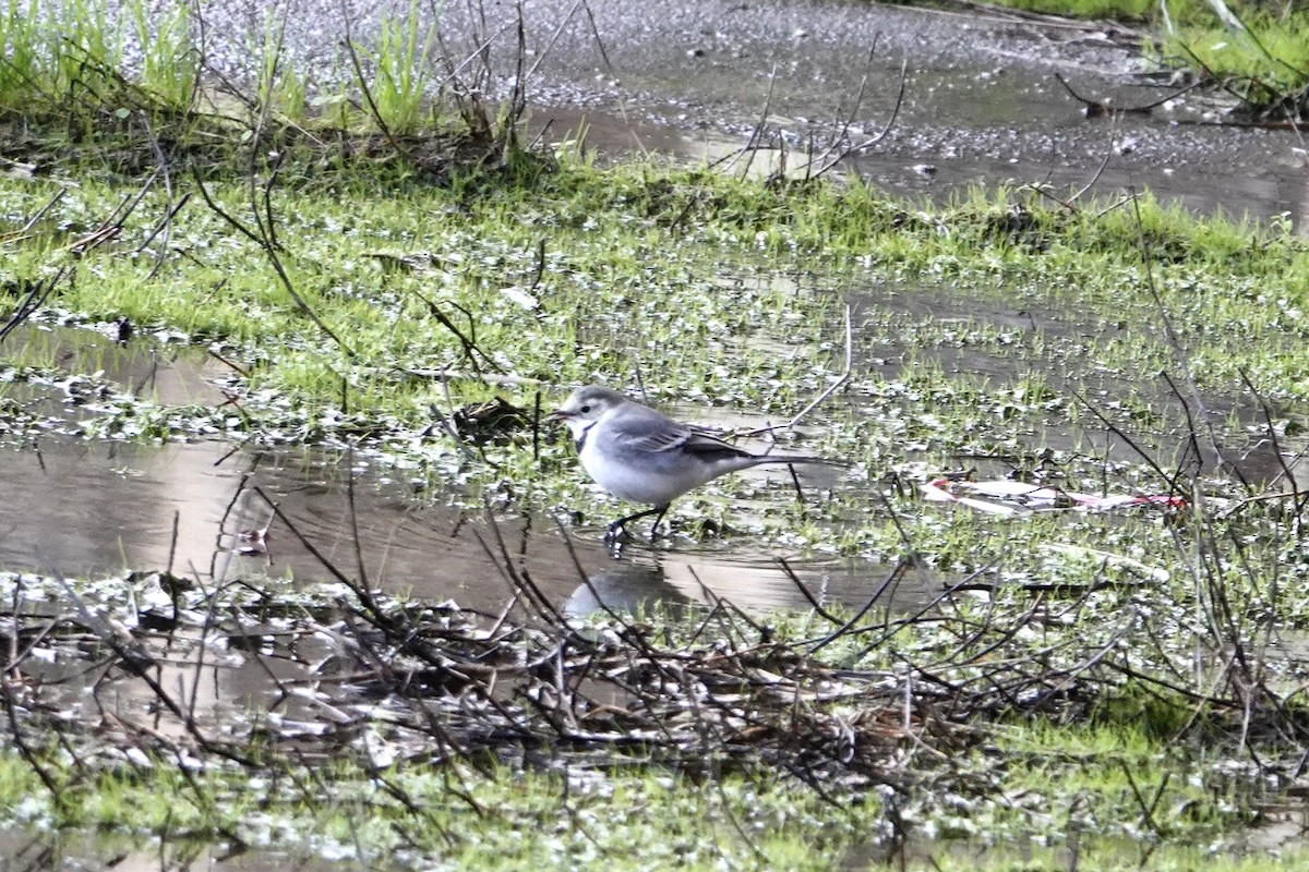 konipas bílý - ML644756276