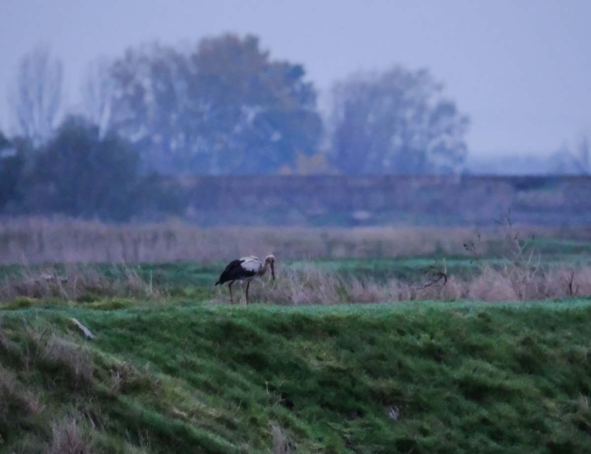 White Stork - ML644756277