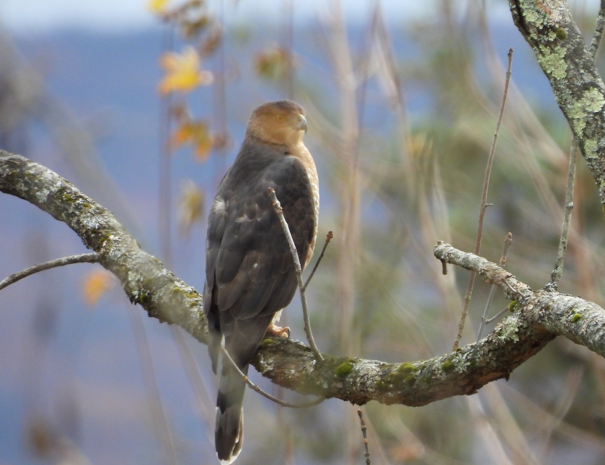 Cooper's Hawk - ML644756282