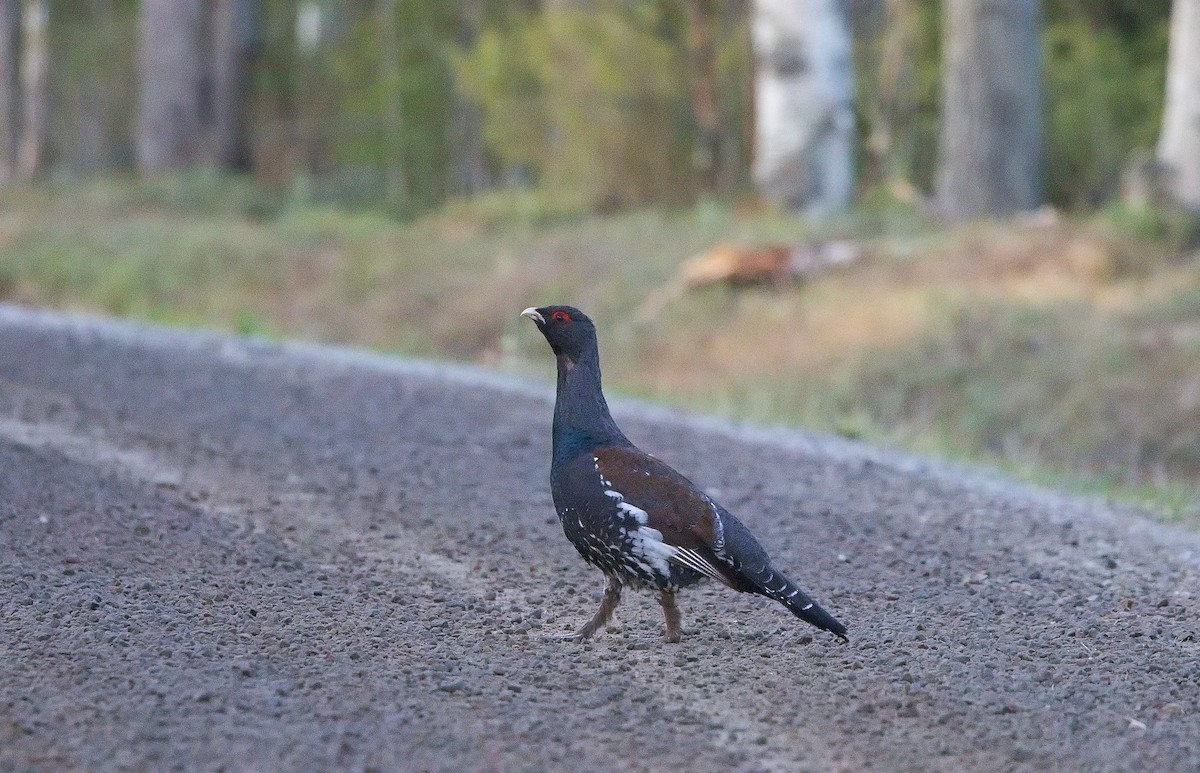 tetřev hlušec - ML644756285