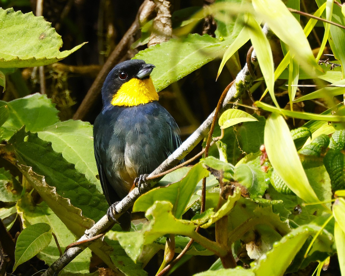 ニジフウキンチョウ - ML644756306