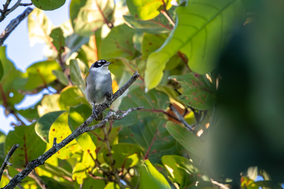 Пальмагра чорноголова - ML644756307