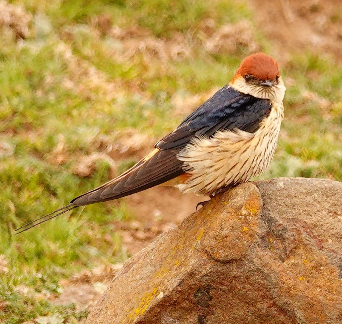 Greater Striped Swallow - ML644756315