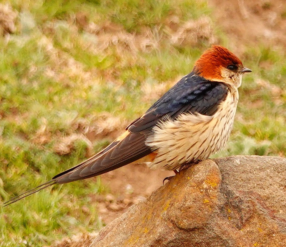 Greater Striped Swallow - ML644756316