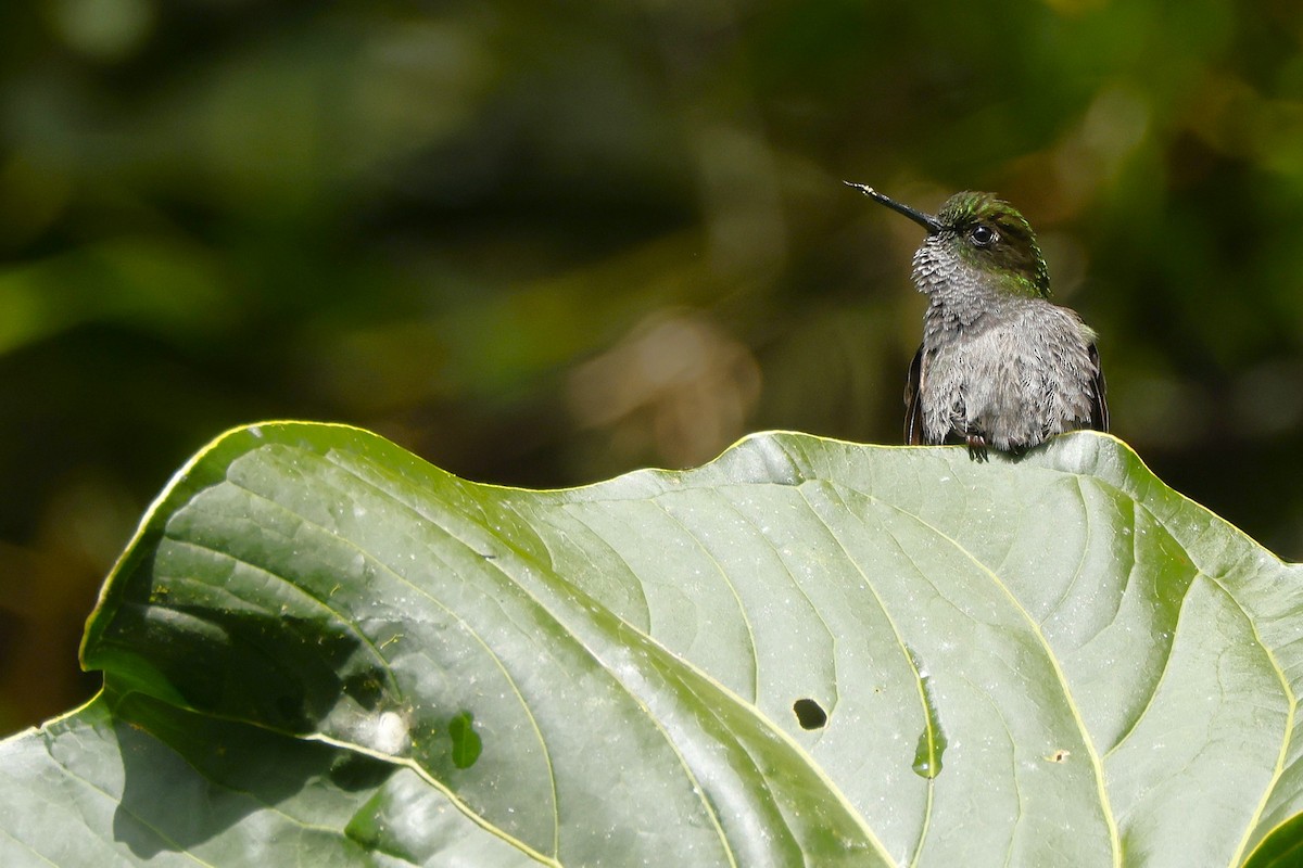 Hoary Puffleg - ML644756320