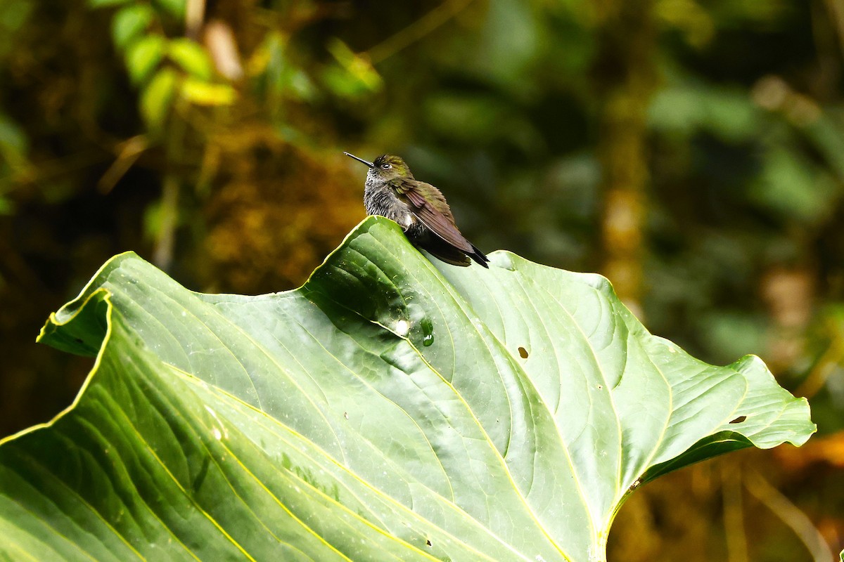 Hoary Puffleg - ML644756321