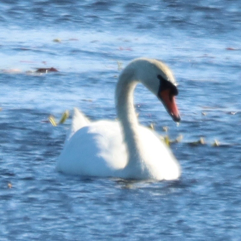 labuť velká - ML644756328